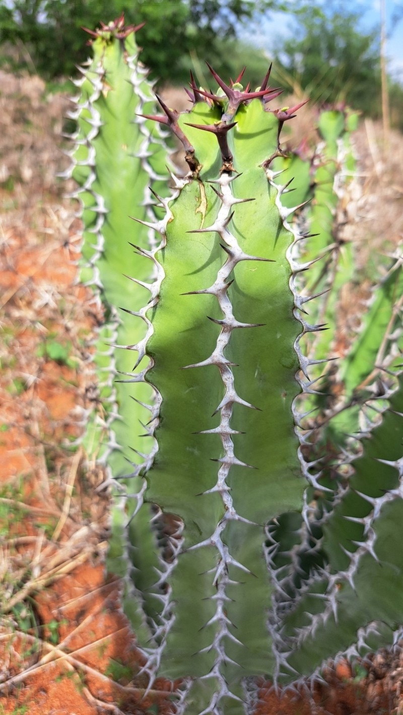Euphorbia enormis photo 5