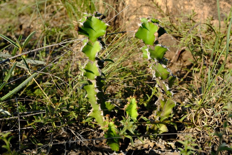 Euphorbia enormis photo 6