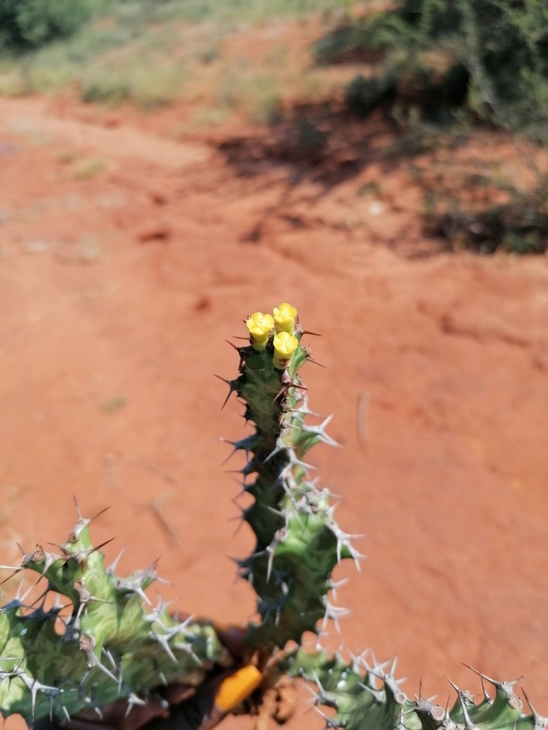 Euphorbia enormis photo 7