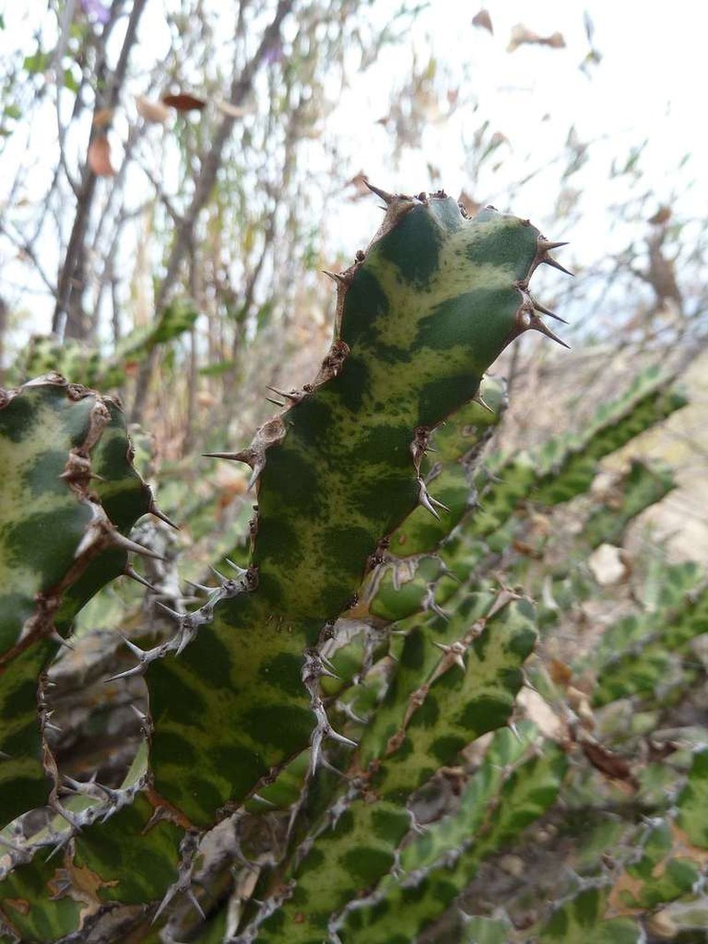 Euphorbia enormis photo 8