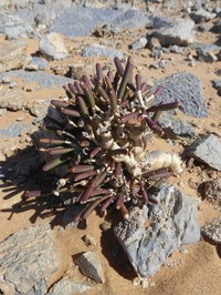Euphorbia ephedroides