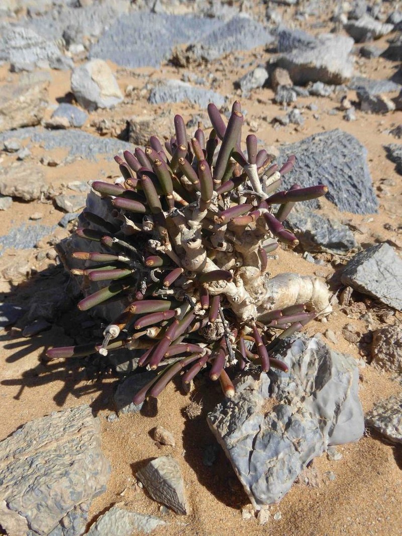 Euphorbia ephedroides