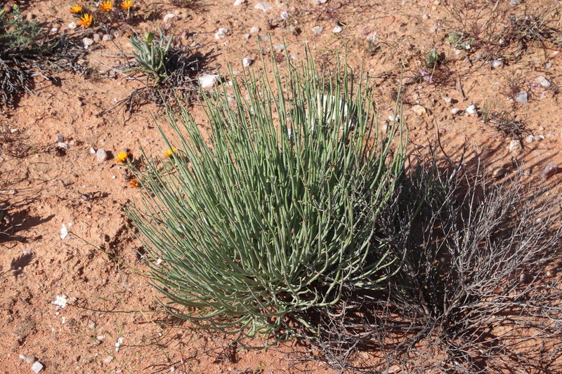 Euphorbia ephedroides photo 2