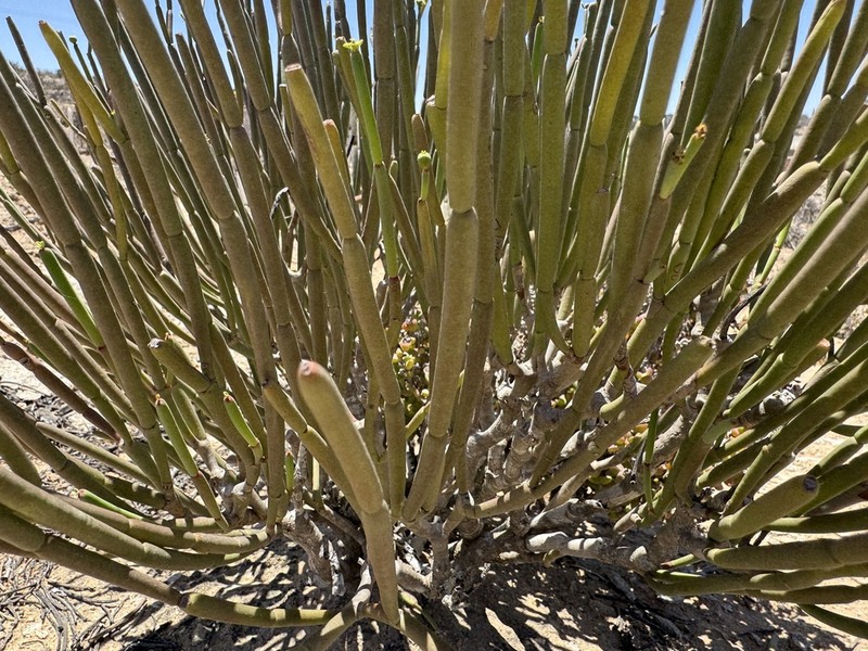 Euphorbia ephedroides photo 3