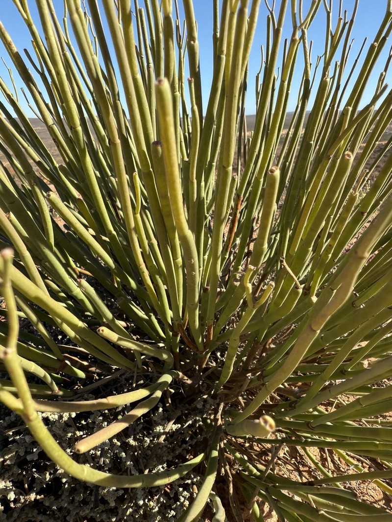 Euphorbia ephedroides photo 4