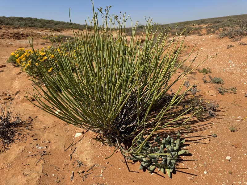 Euphorbia ephedroides photo 5
