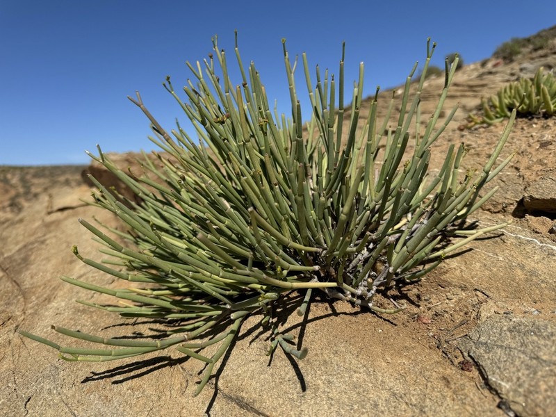 Euphorbia ephedroides photo 6