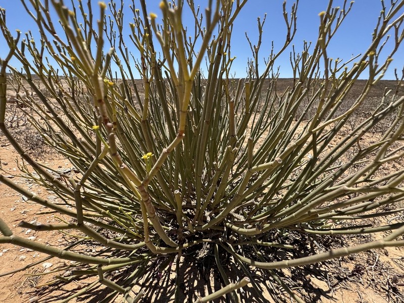 Euphorbia ephedroides photo 7