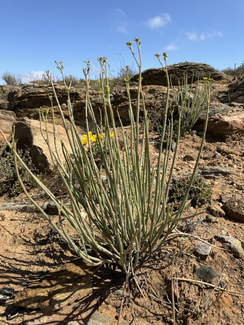 Euphorbia ephedroides photo 8