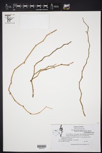 Euphorbia ephedromorpha