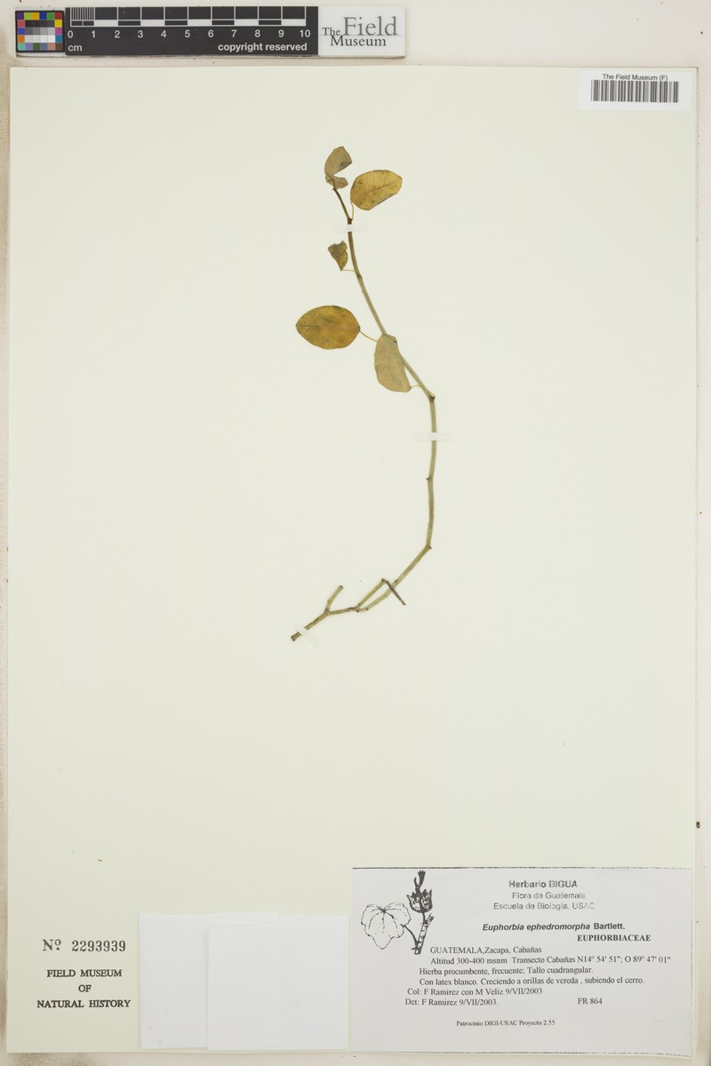Euphorbia ephedromorpha photo 2