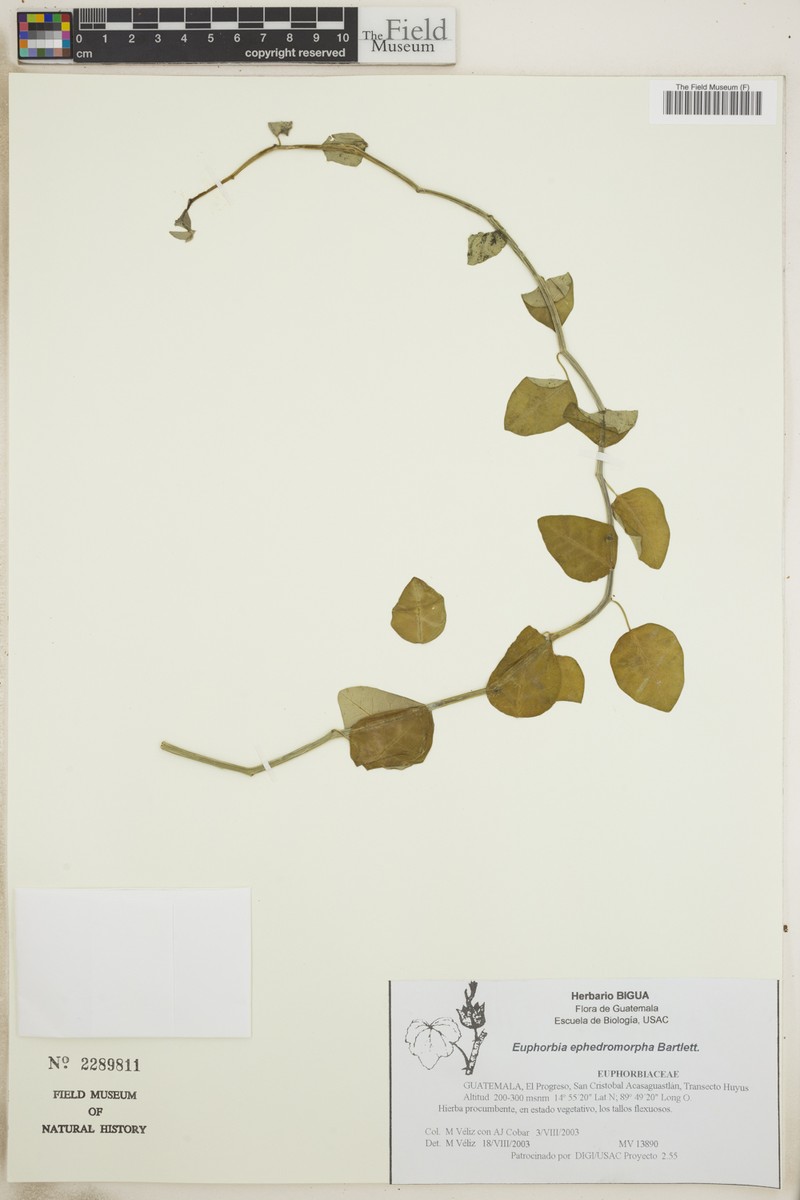 Euphorbia ephedromorpha photo 3