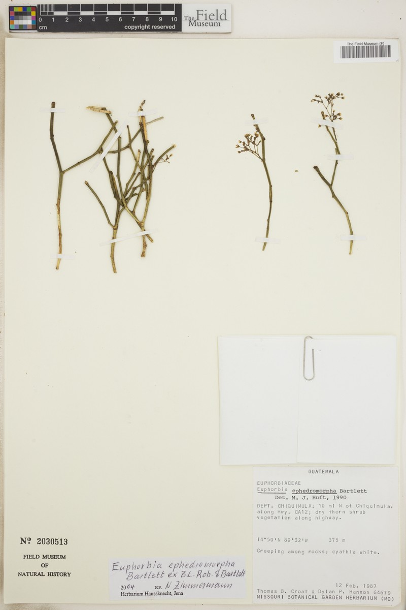 Euphorbia ephedromorpha photo 4