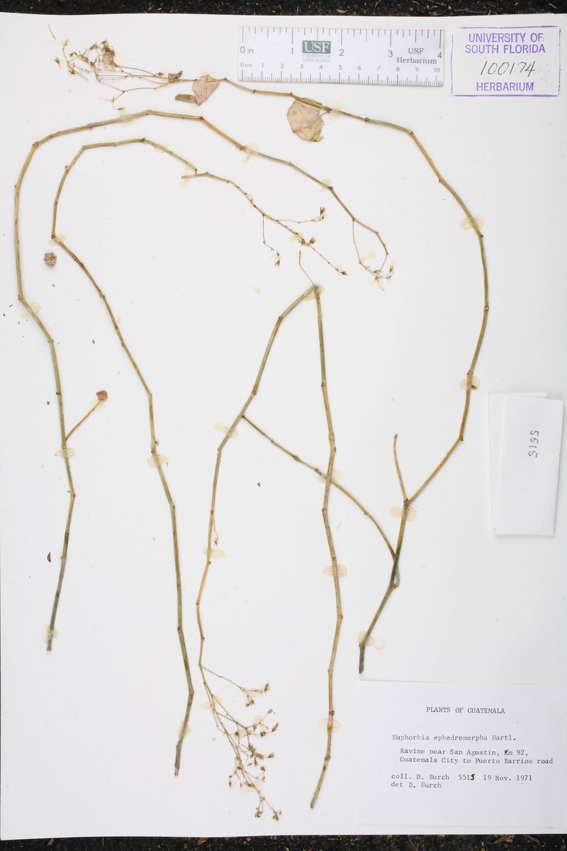 Euphorbia ephedromorpha photo 5