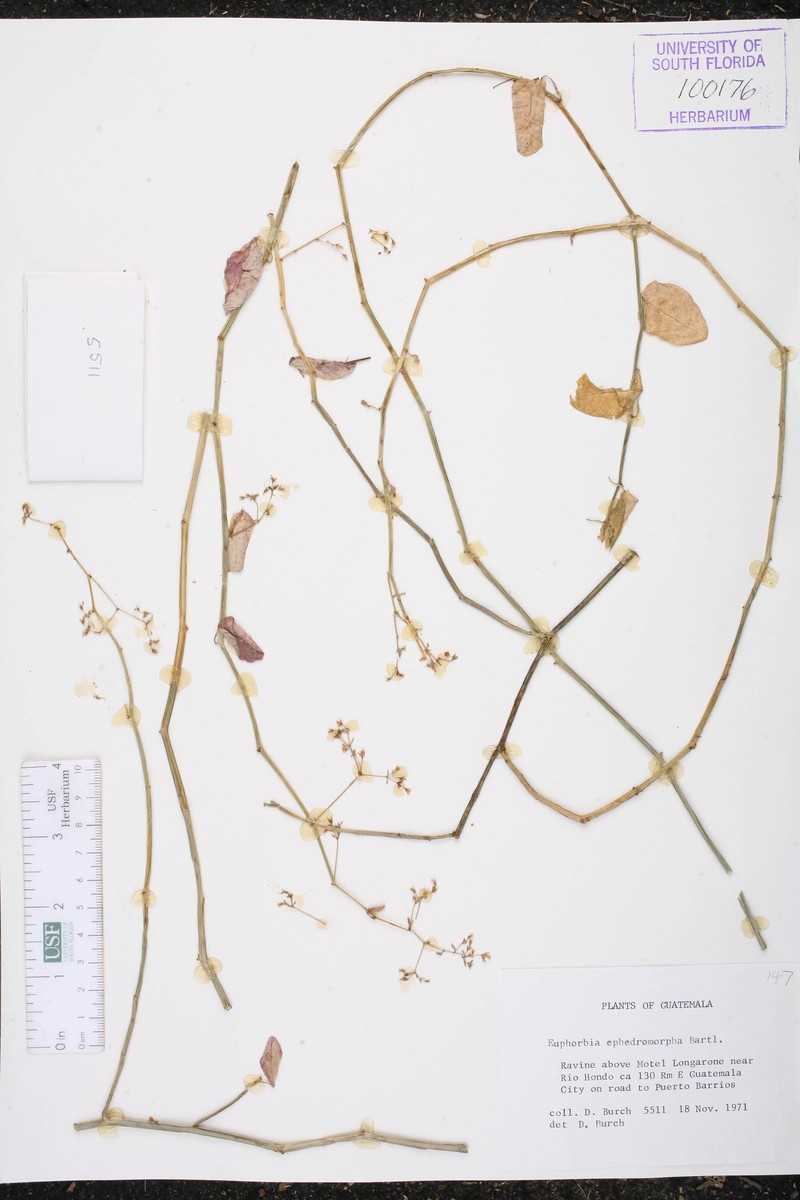 Euphorbia ephedromorpha photo 6