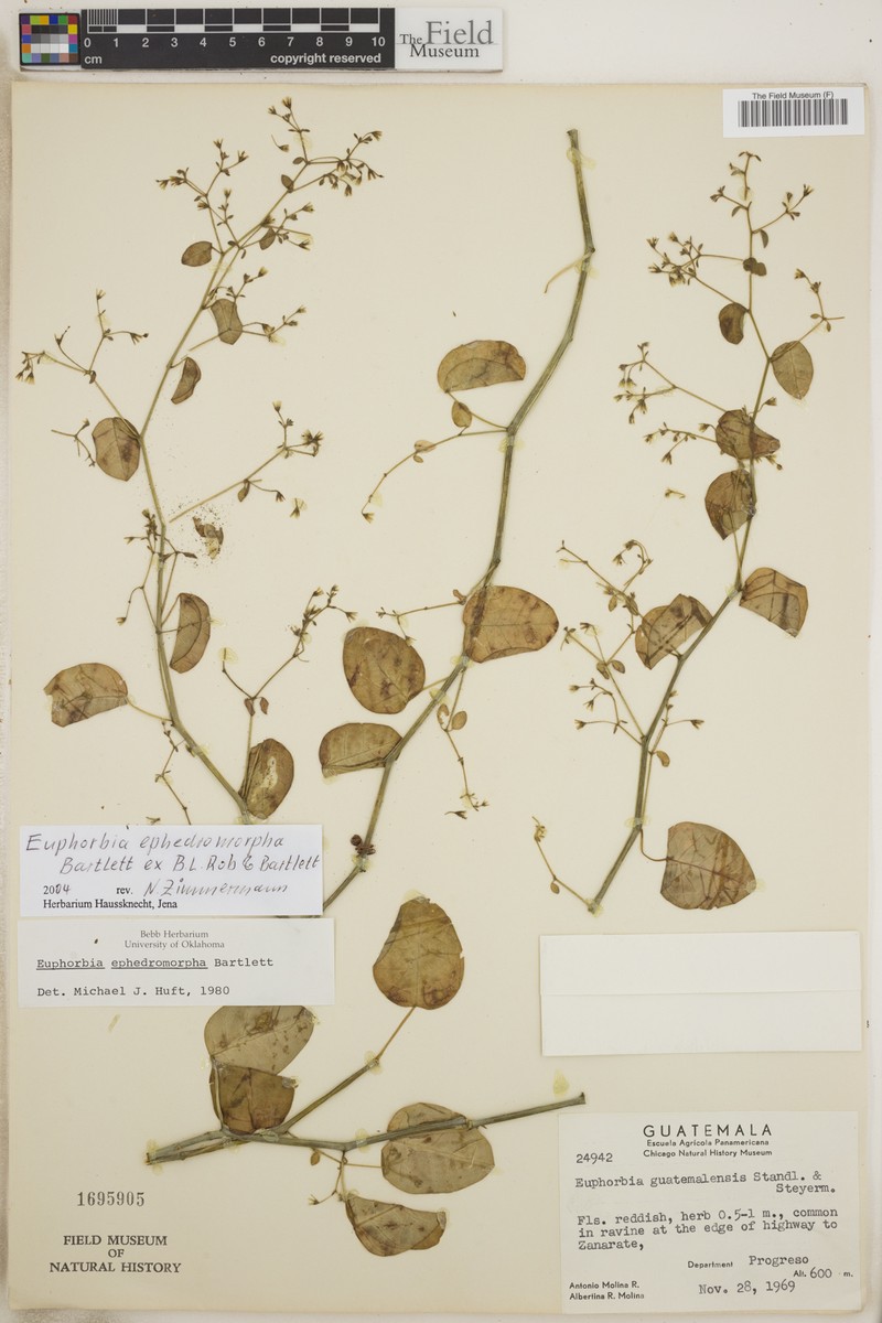 Euphorbia ephedromorpha photo 7