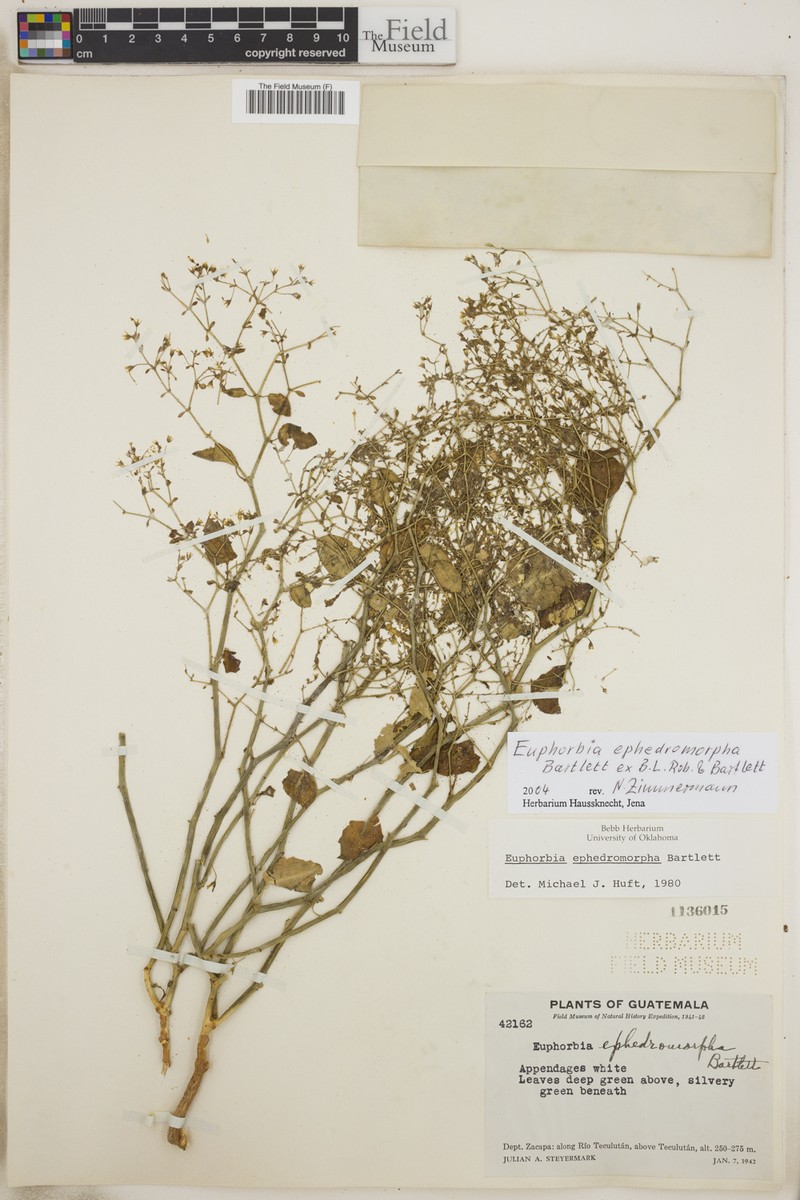 Euphorbia ephedromorpha photo 8