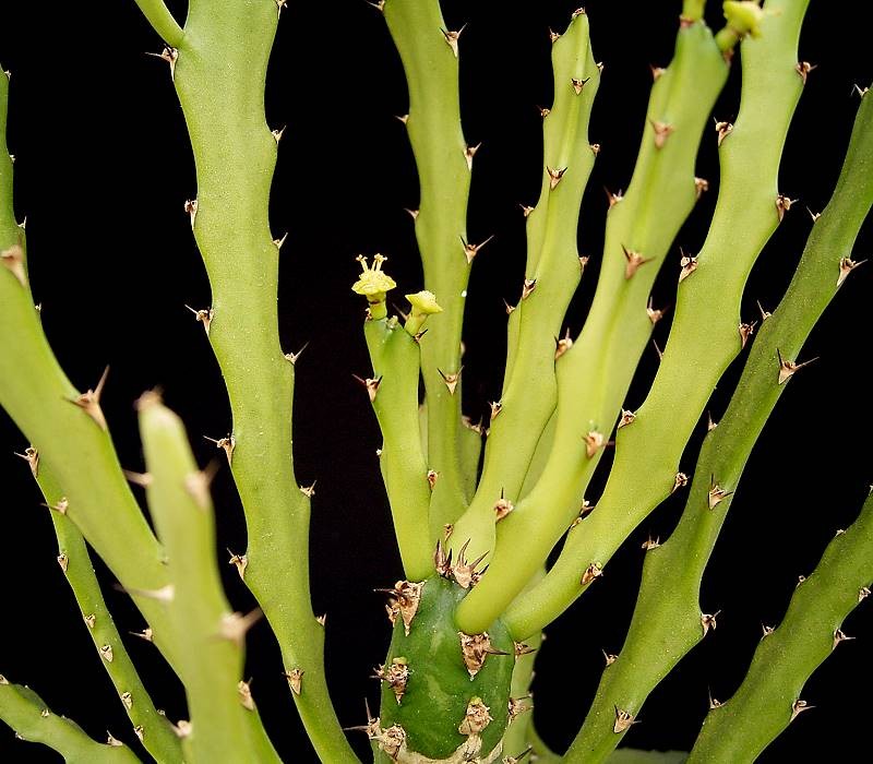 Euphorbia epiphylloides