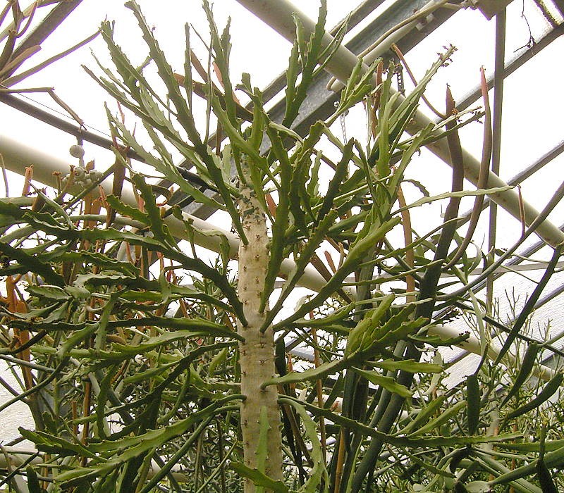 Euphorbia epiphylloides photo 2
