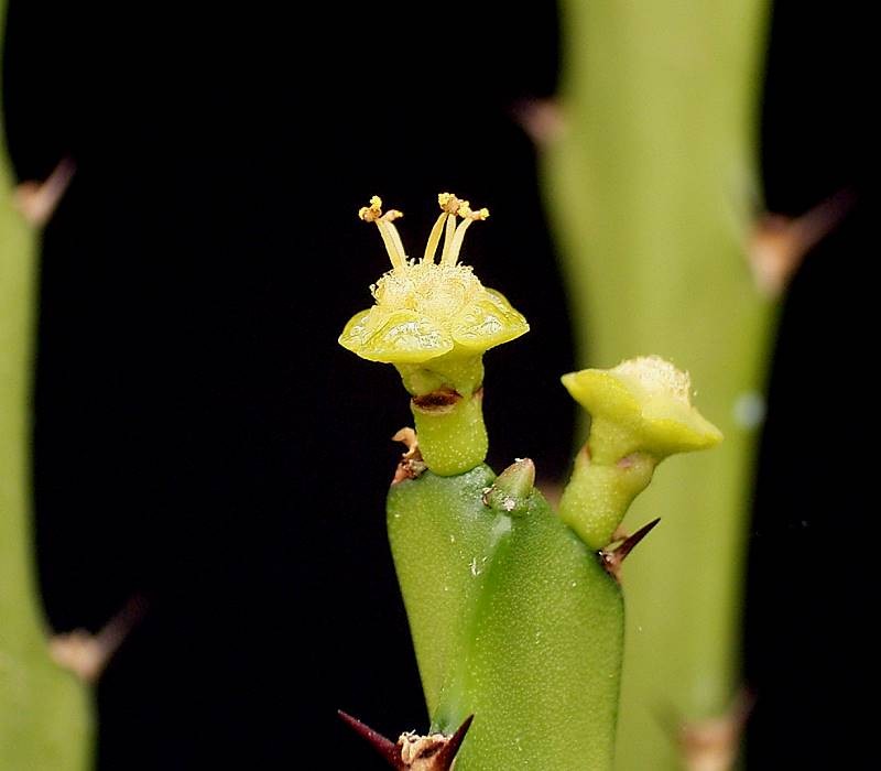 Euphorbia epiphylloides photo 3