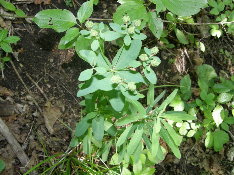 Cushion Spurge photo 2