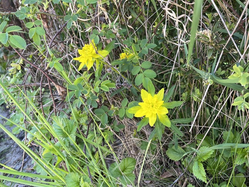 Cushion Spurge photo 3
