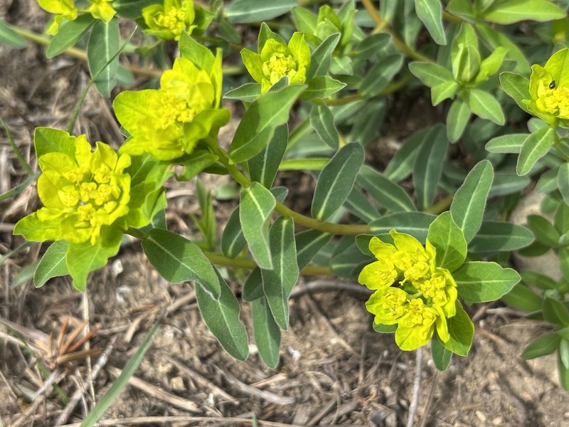 Cushion Spurge photo 4