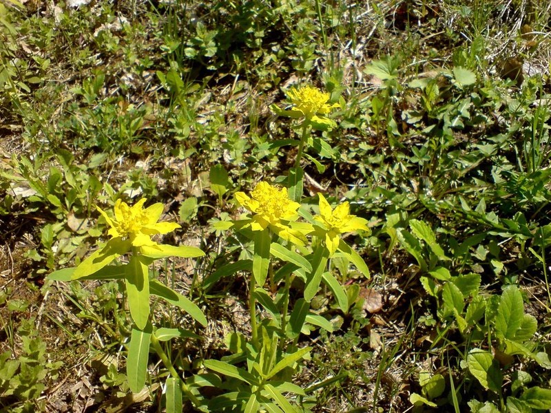 Cushion Spurge photo 5