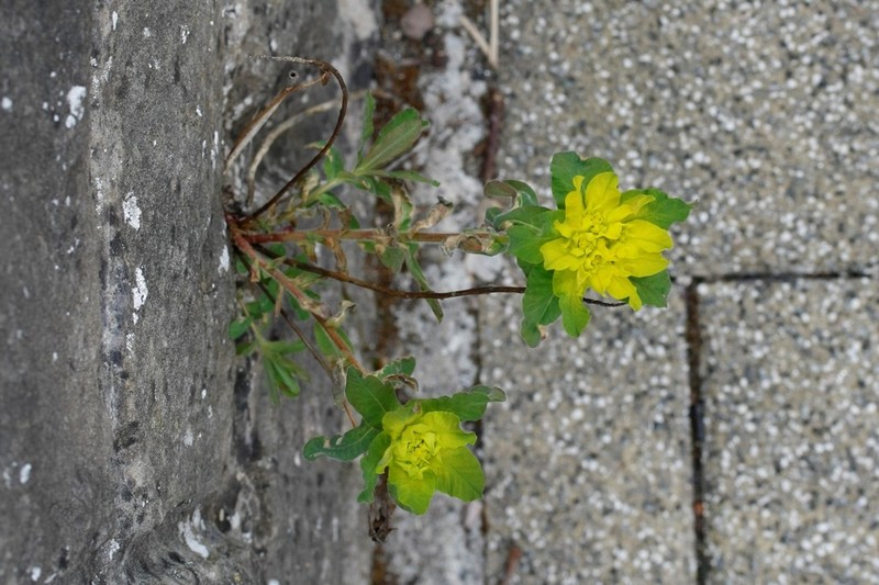 Cushion Spurge photo 6