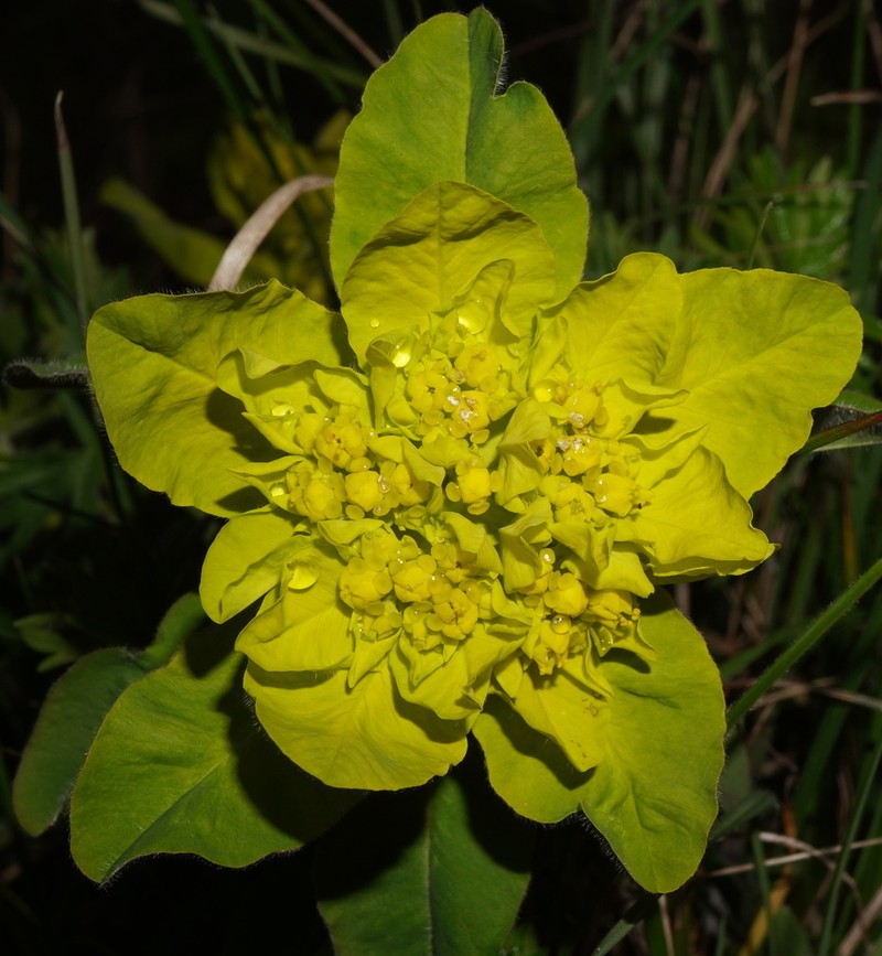 Cushion Spurge photo 7