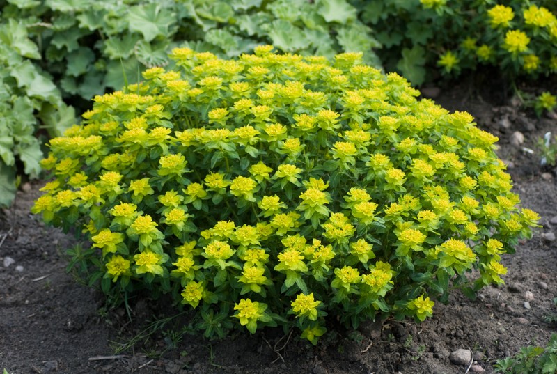 Cushion Spurge photo 2