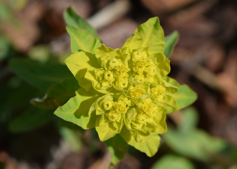 Cushion Spurge photo 3