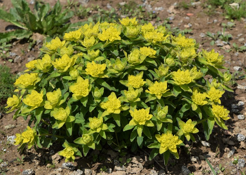 Cushion Spurge photo 4