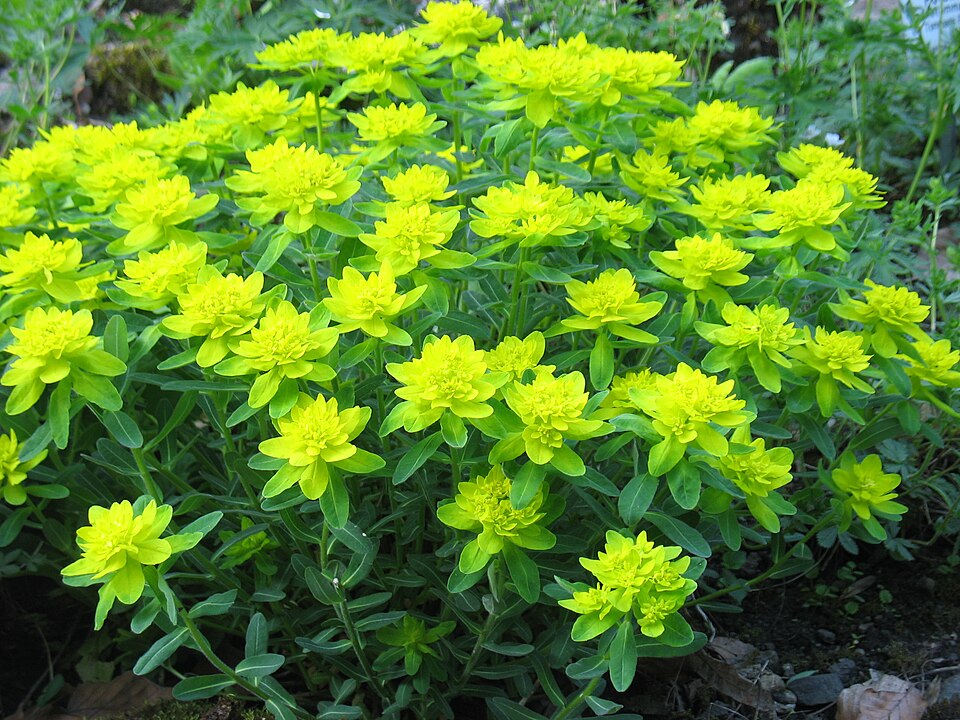 Cushion Spurge