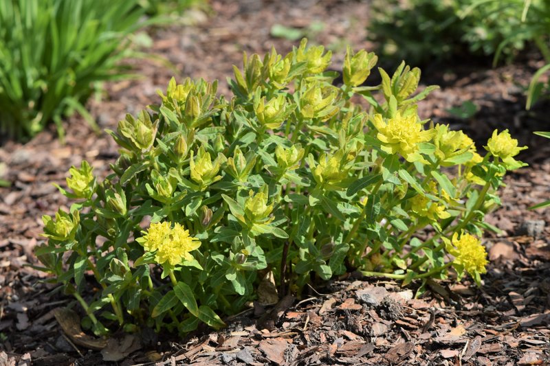 Cushion Spurge photo 5
