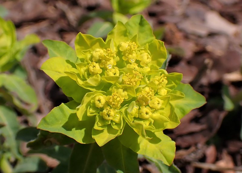 Cushion Spurge photo 6