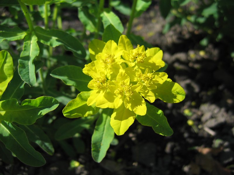 Cushion Spurge photo 7