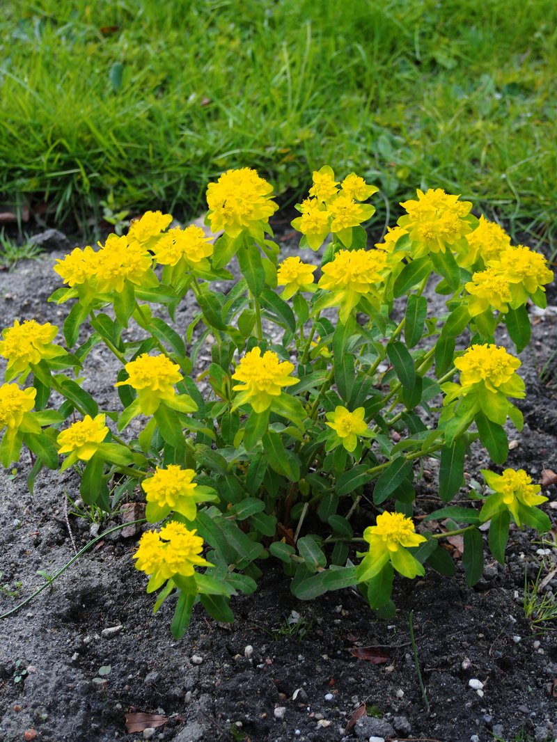 Cushion Spurge photo 8