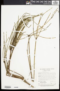 Euphorbia equisetiformis