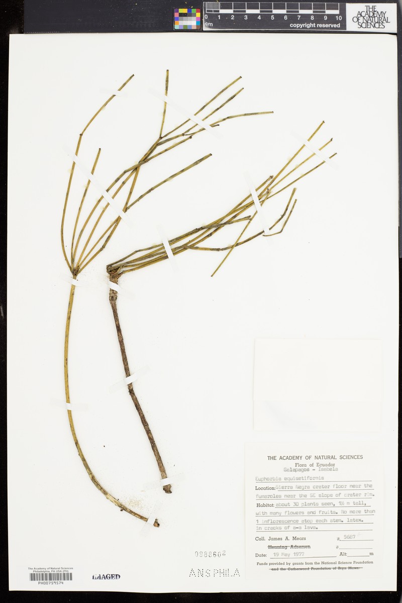 Euphorbia equisetiformis photo 2