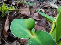 Euphorbia eranthes