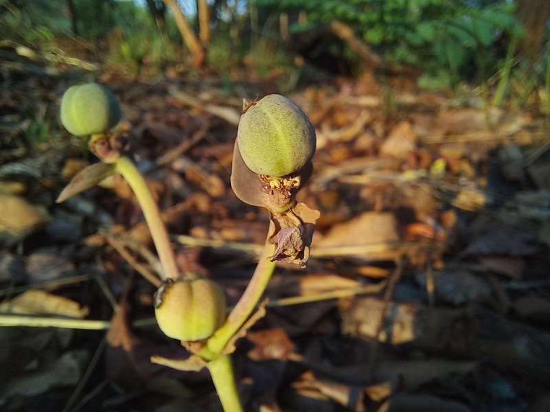 Euphorbia eranthes photo 2