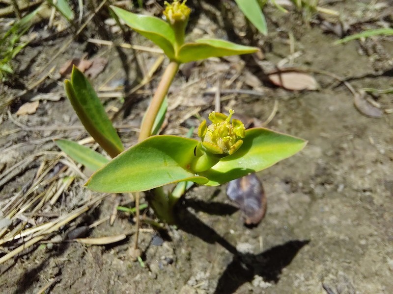 Euphorbia eranthes photo 4