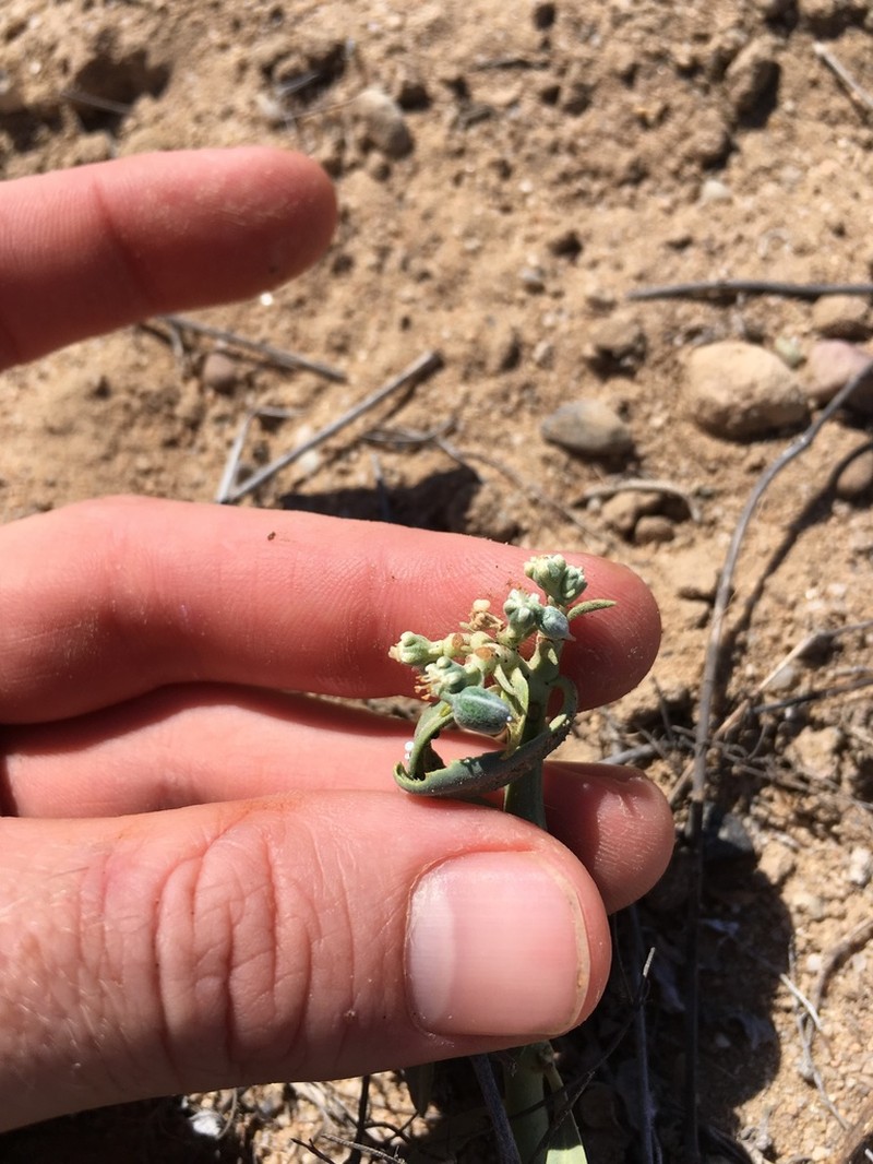 Beetle Spurge photo 3