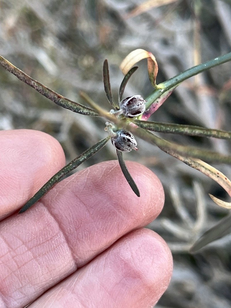 Beetle Spurge photo 5