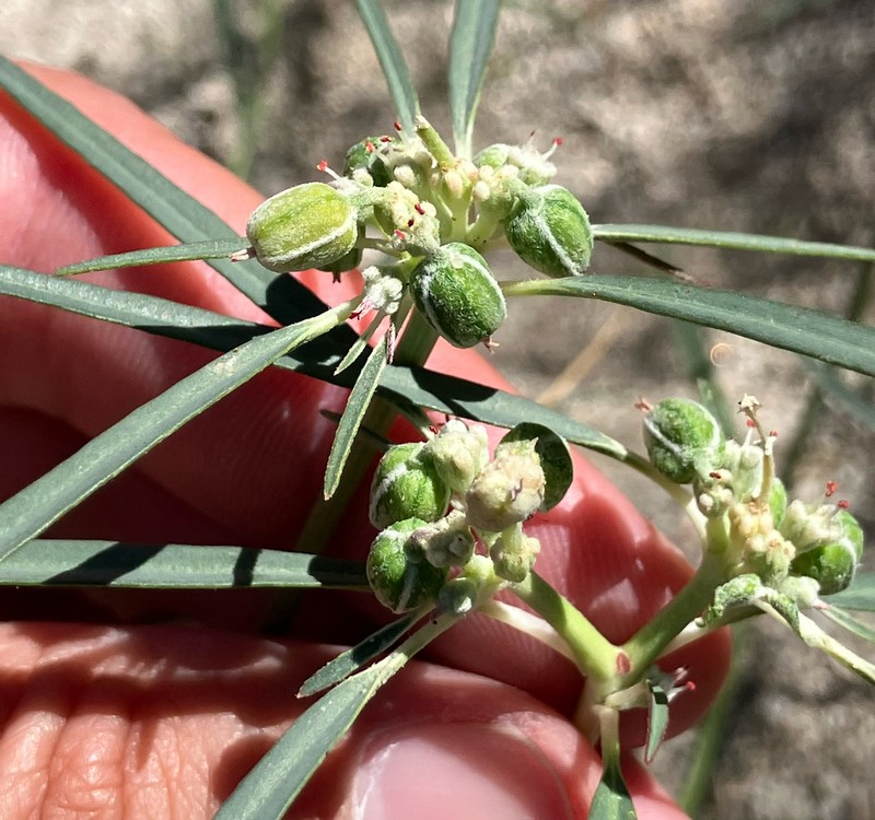 Beetle Spurge photo 6
