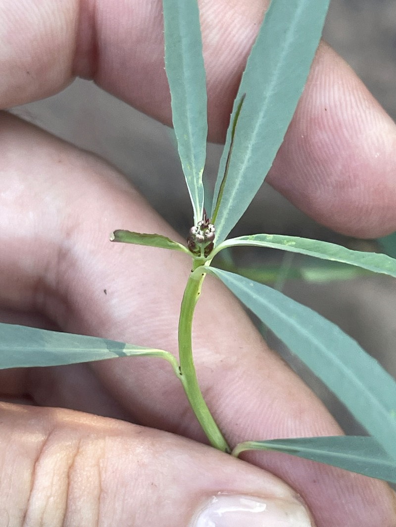 Beetle Spurge photo 7