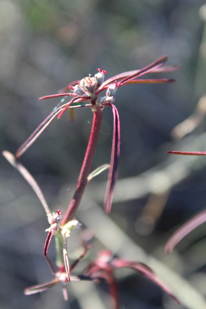 Beetle Spurge photo 8