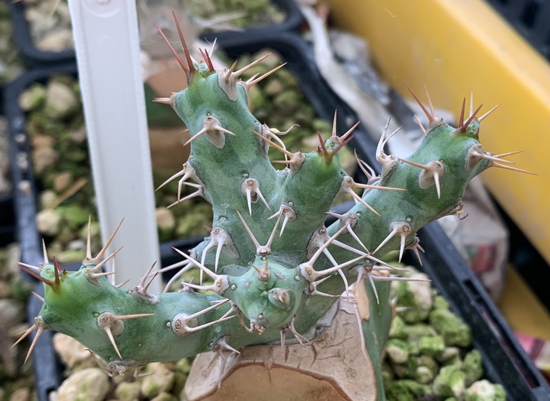 Euphorbia erigavensis