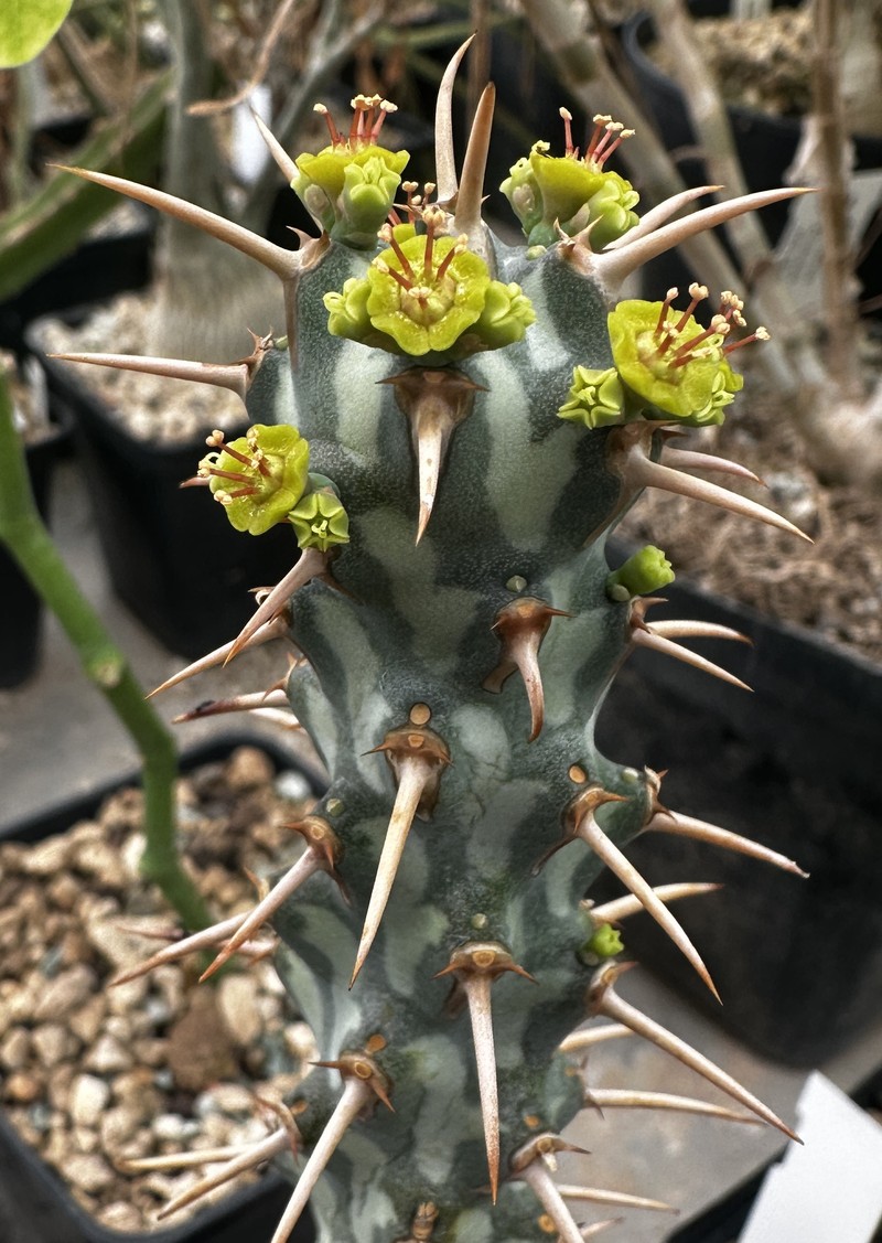 Euphorbia erigavensis photo 2